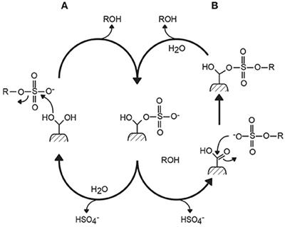 Marine Polysaccharide Sulfatases